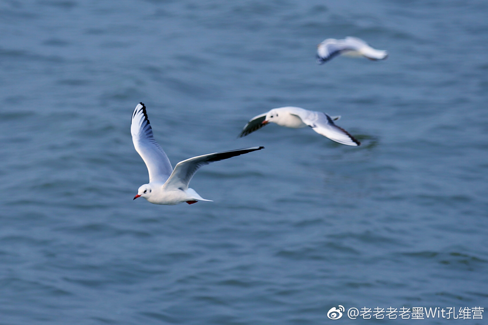 有时候,特别羡慕自由自在的鸟.它们可以翱翔在天空