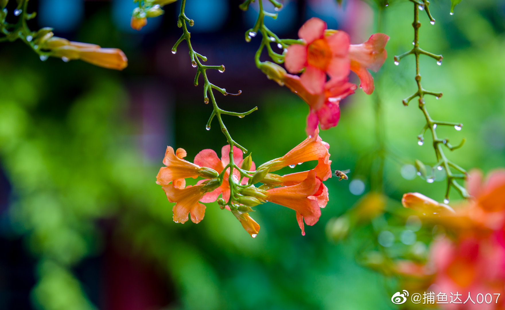 雨后凌霄花---趵突泉公园@济南市文化和旅游局 @中国摄影师联盟