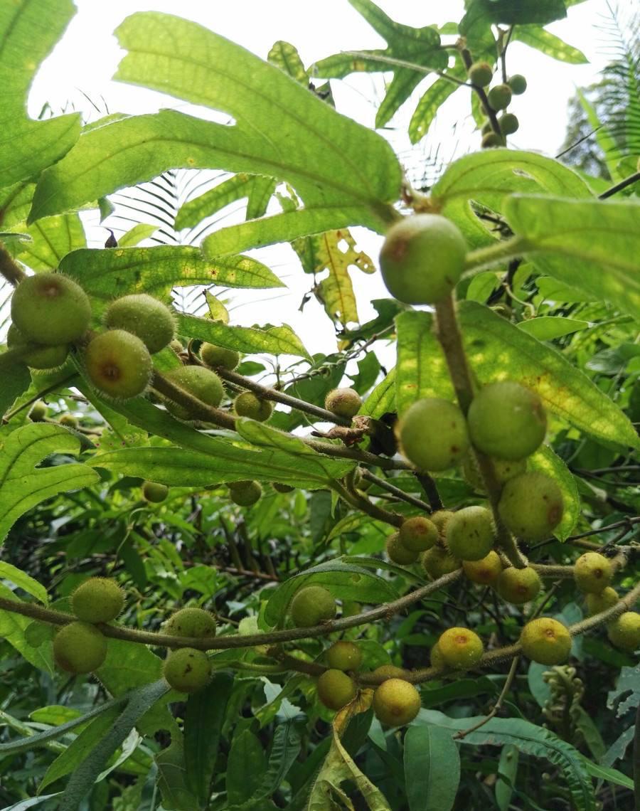 你们是否见过假桃呢?农村里的一种农作物,市场价达到70元一斤