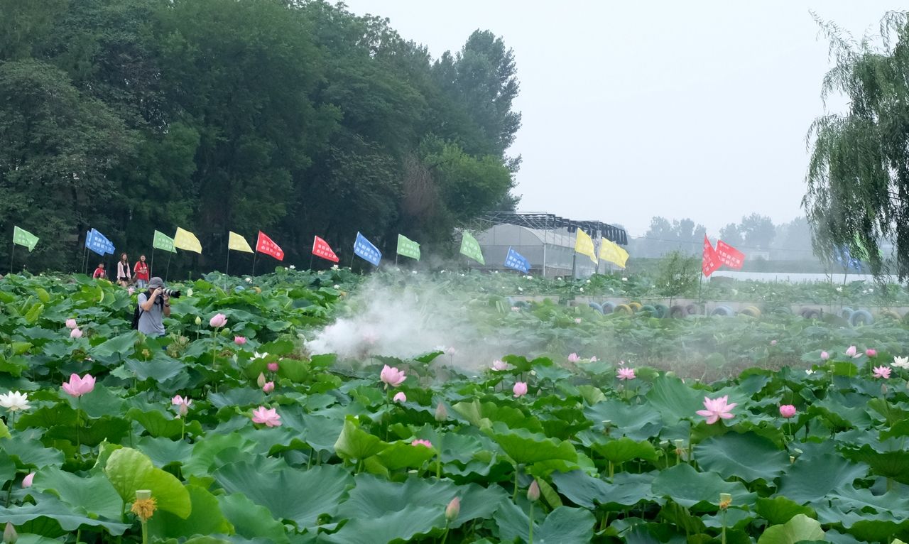 襄阳荷花湖旅游度假景区坐落在襄城区尹集乡湖北美丽乡村姚庵村,由