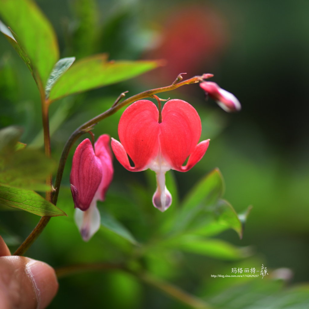 荷包牡丹的英文叫bleeding Heart 这种大红色品种真贴切啊