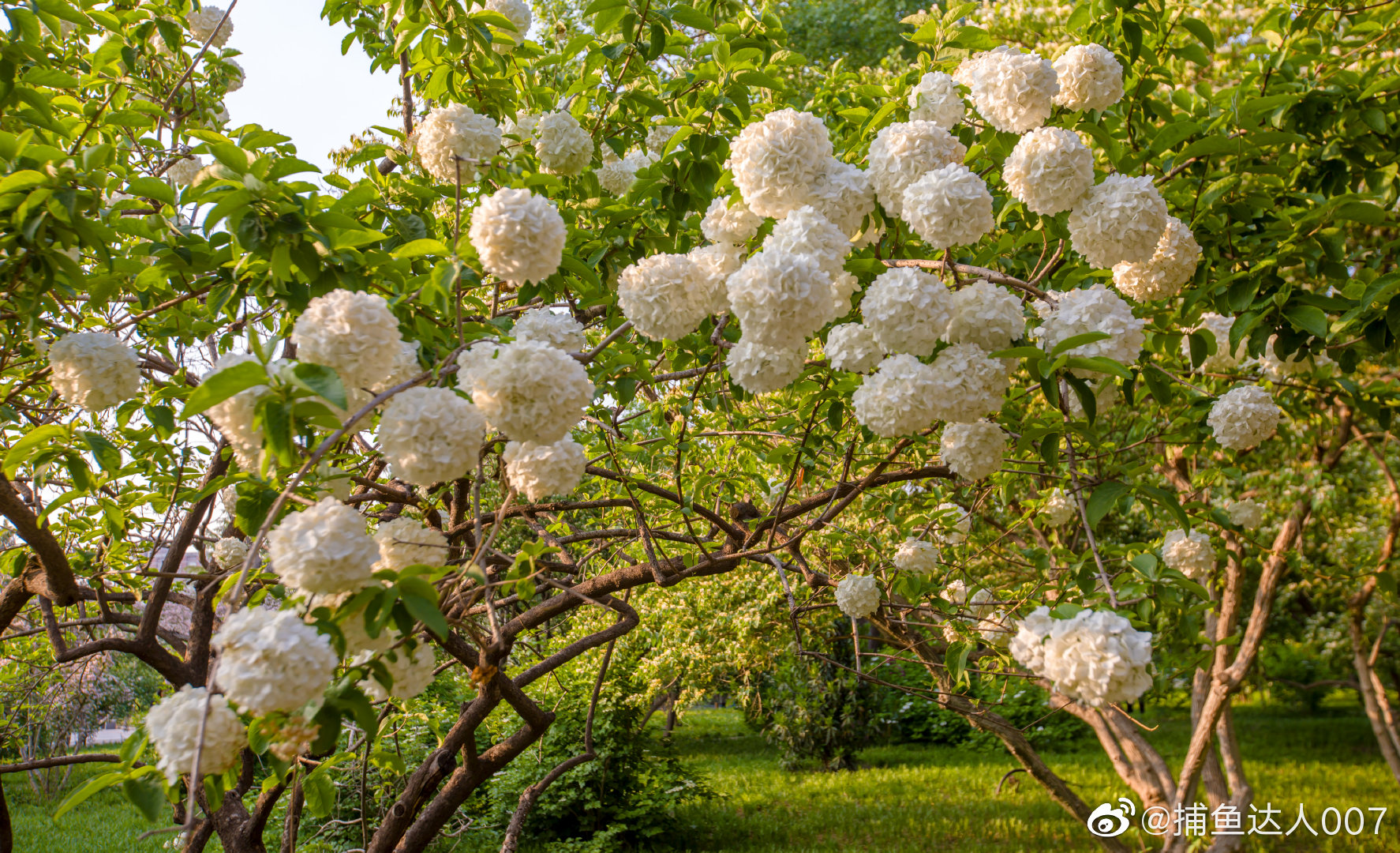 木绣球泉城公园新浪山东浪部落济南市文化和旅游局中国摄
