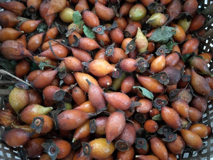 农村山里的这种野果,具有固精益肾的作用,男人泡酒喝了耐力好