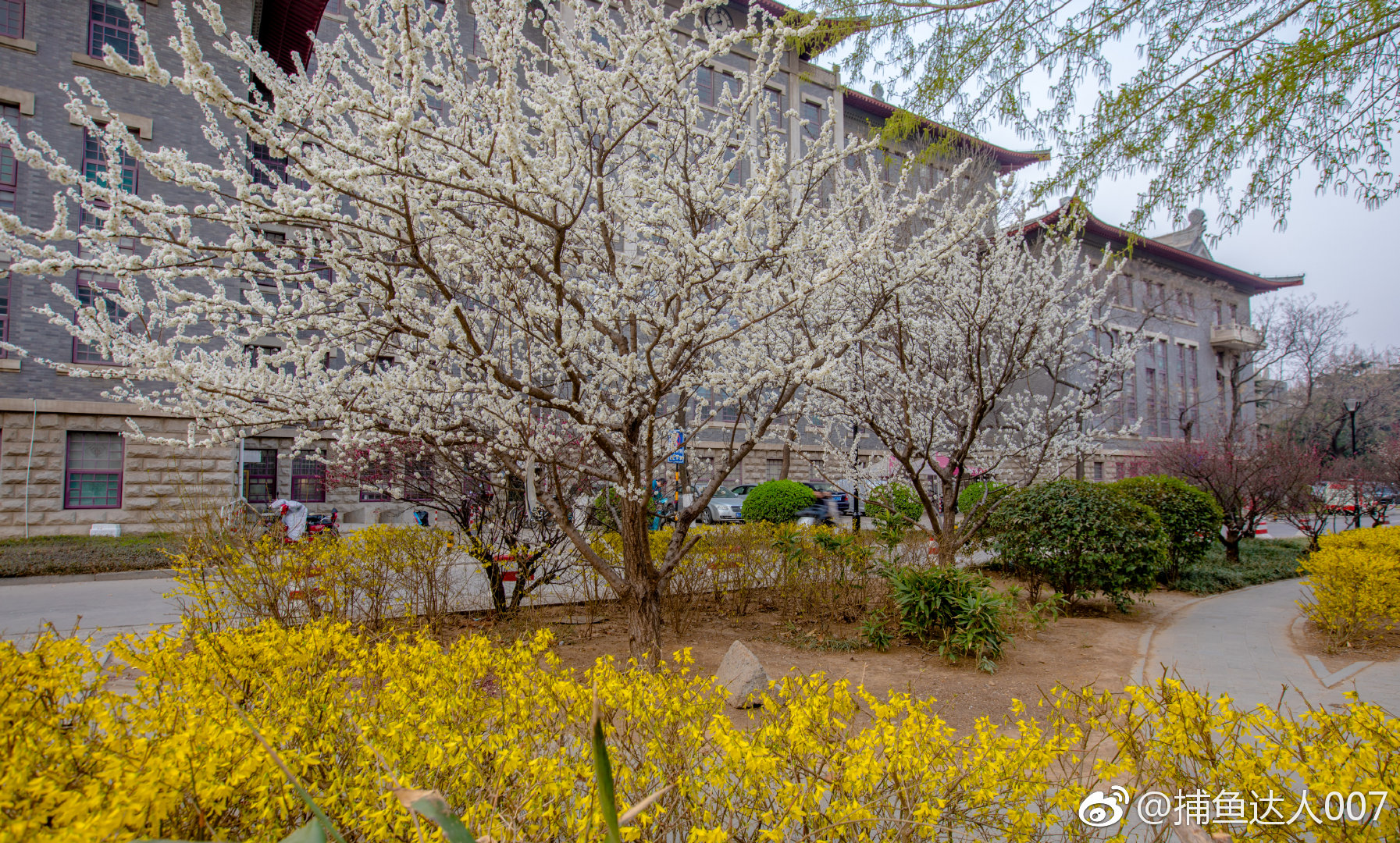 春色满园---山东大学趵突泉校区@新浪山东 @浪部落 @济南市旅游发展委