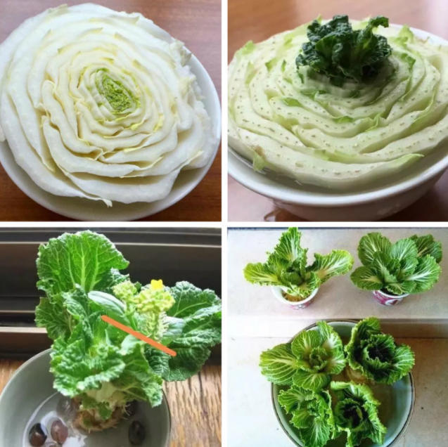 水培|地瓜|芋头_新浪网