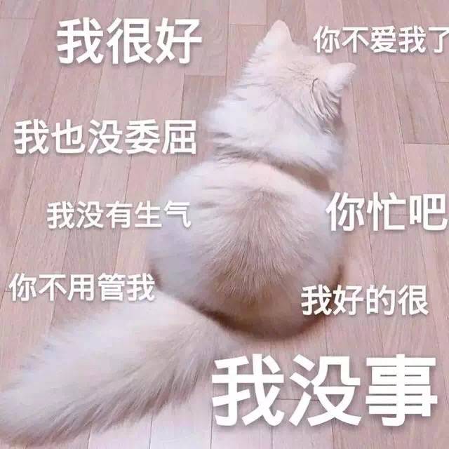 撒娇专用的猫咪表情包|猫咪|撒娇|表情包_新浪新闻