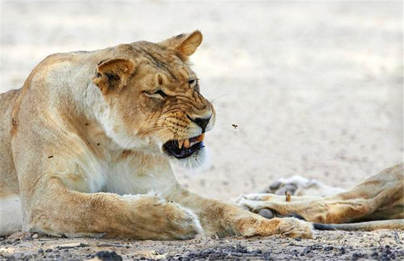哪怕勇猛如狮子,面对这群小小的蜜蜂还是一点办法都没有.