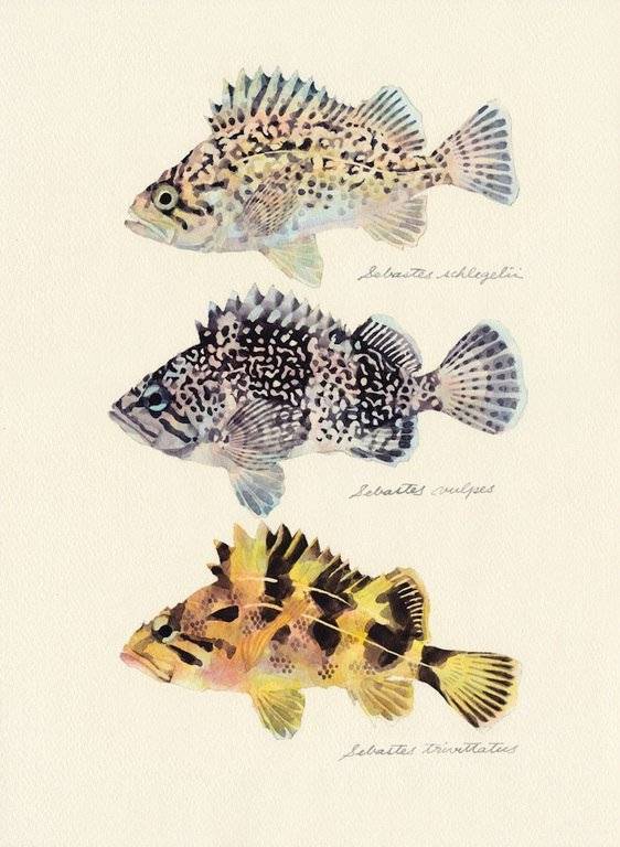《 鱼谱 》水彩画作品欣赏!by - 日本艺术家 yusei nagashima