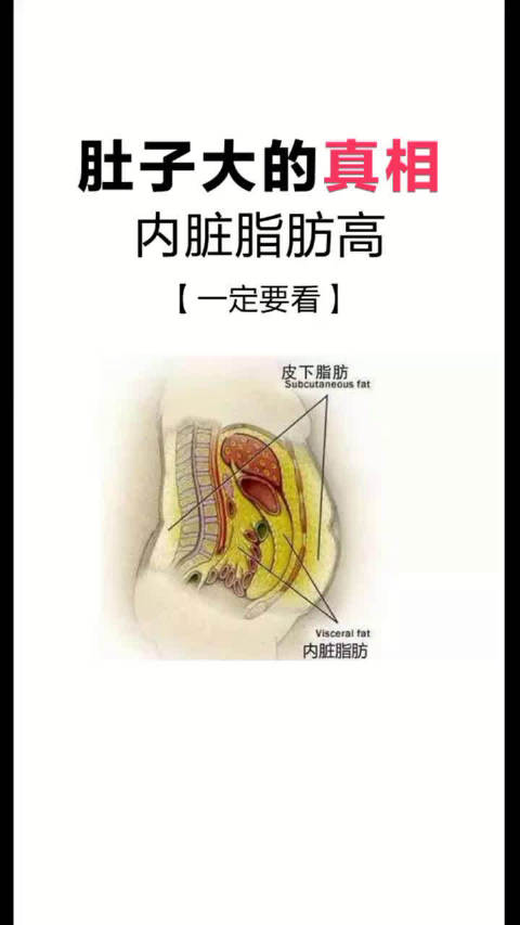 想要真正的减肥,关键是减掉内脏脂肪