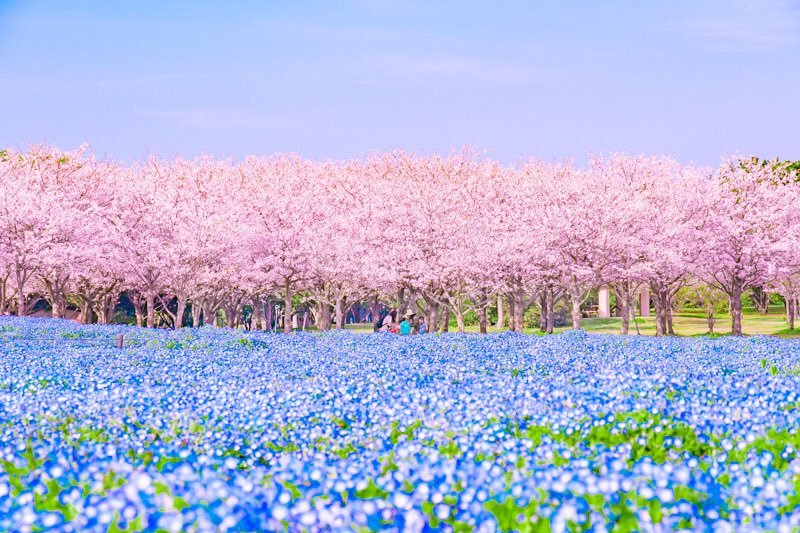 春のストライプ桜とネモフィラのコラボ ピンクとブルーのストライプ 春のストライプ桜とネモフィラのコラボ ピンクとブルーのストライプ