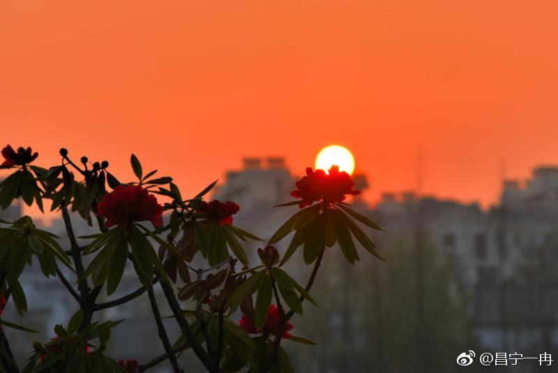 美丽昌宁·杜鹃朝阳相映红|杜鹃|朝阳|云南旅游_新浪新闻