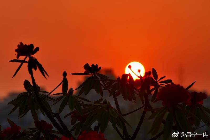 美丽昌宁·杜鹃朝阳相映红|杜鹃|朝阳|云南旅游_新浪新闻