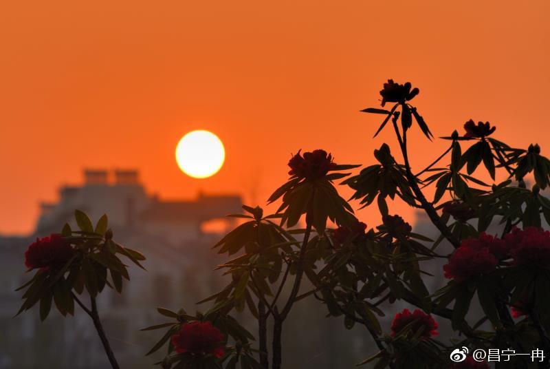 美丽昌宁·杜鹃朝阳相映红|杜鹃|朝阳|云南旅游_新浪新闻