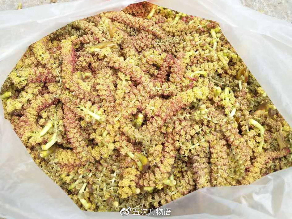 树上花开,可抓紧吃矣_五次方物语_新浪博客