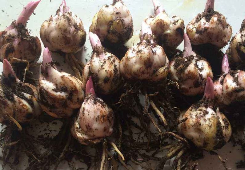 一棵百合养一冬,分裂出十个大球根,原来是这么养出来的!