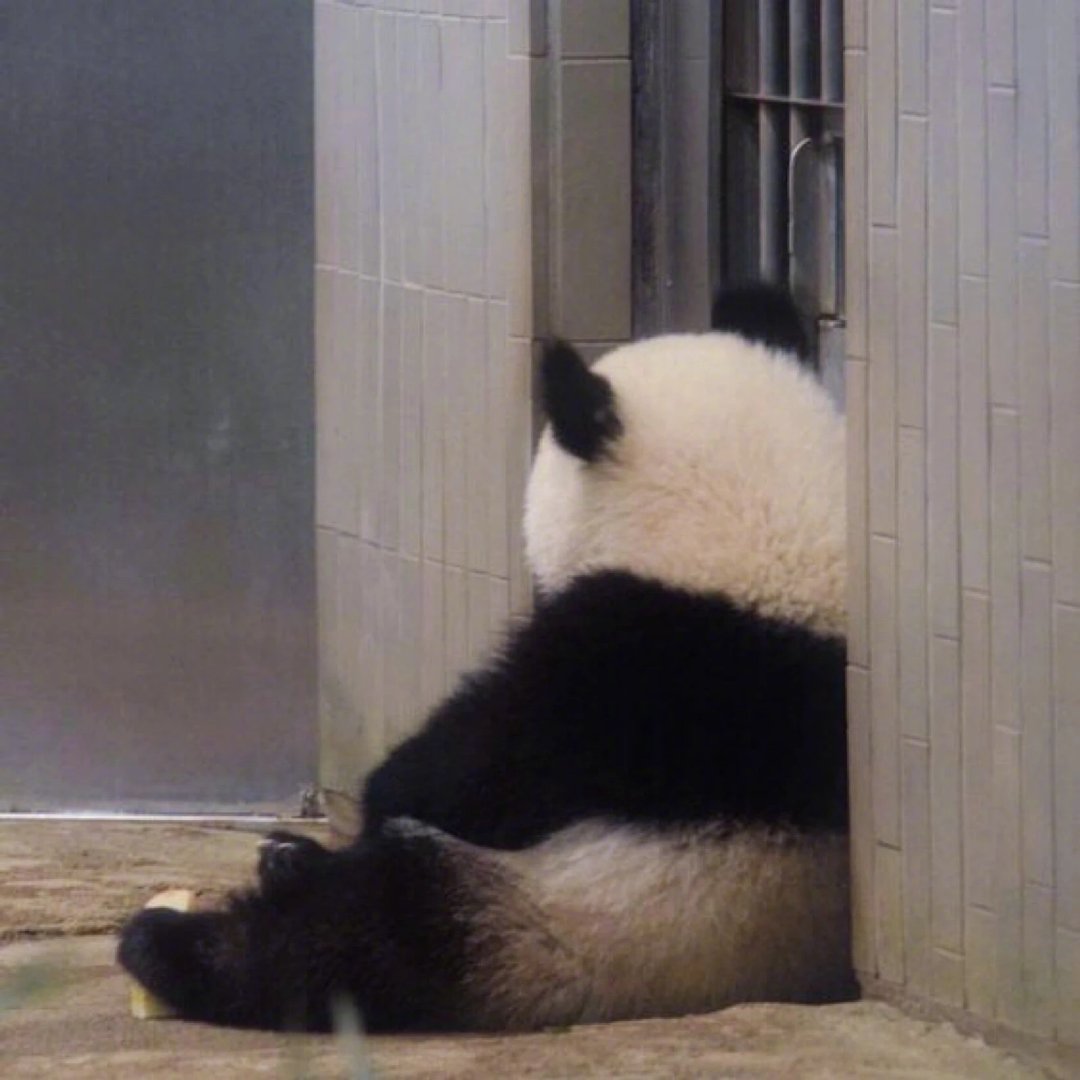 可爱熊猫头像壁纸 - 知乎