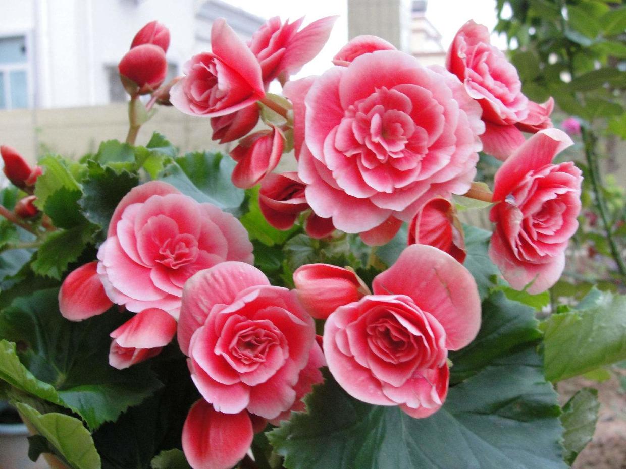 她家丽格海棠从不黄叶一开就是大半年咋养的