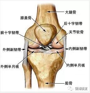 膝关节|软组织|关节_新浪新闻