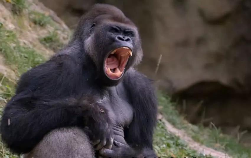 世界上咬合力最强悍的动物,只要半口就可以咬死一头牛|大猩猩|生物