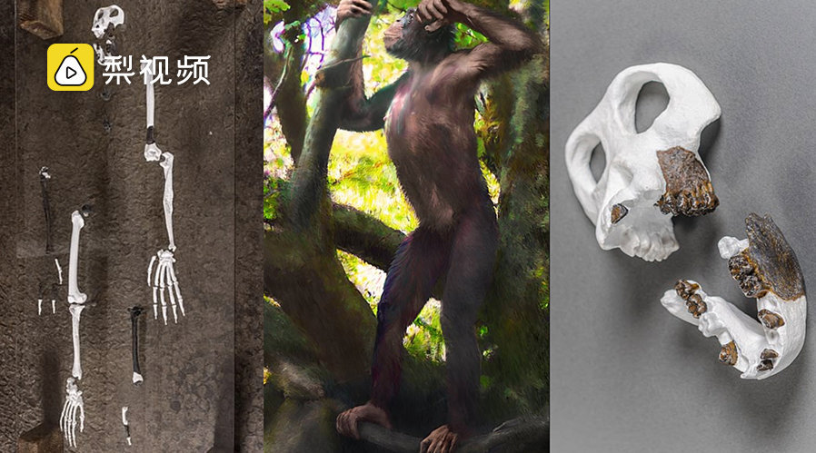 找到猿人过渡环节?:像人又像猿|猿人|过渡|阿尔高_新浪新闻