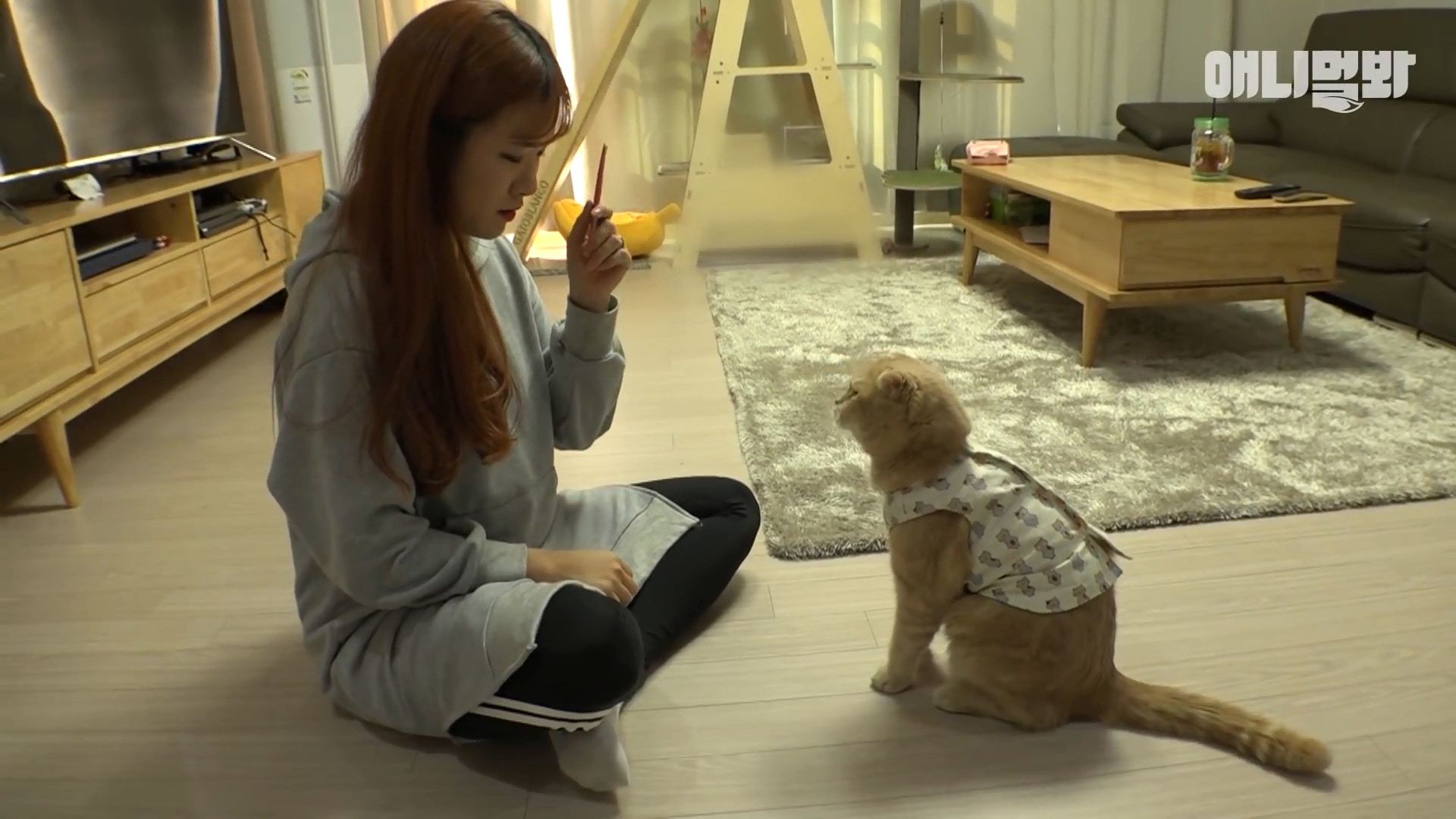 韩国猫咪自学颓废坐姿,摊开双腿一坐就是一天,化身猫版老大爷