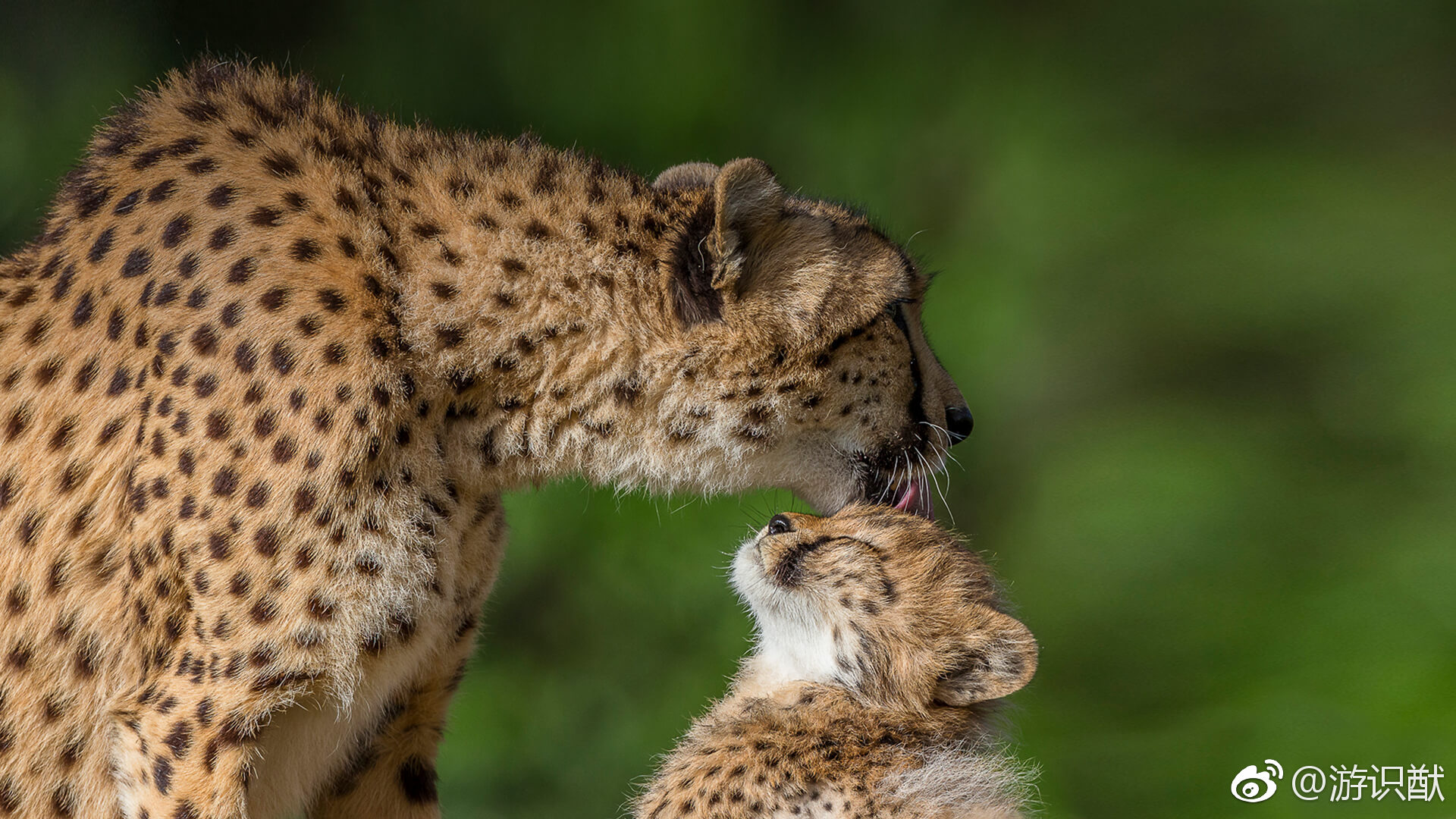 猎豹汽车报价及车型配置 猎豹黑金刚是否有自动挡