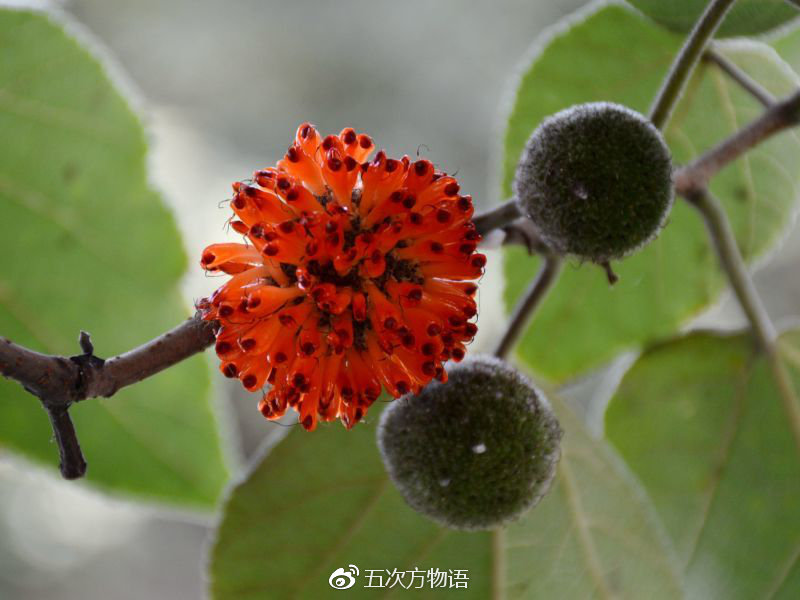 树上花开，可抓紧吃矣_五次方物语_新浪博客