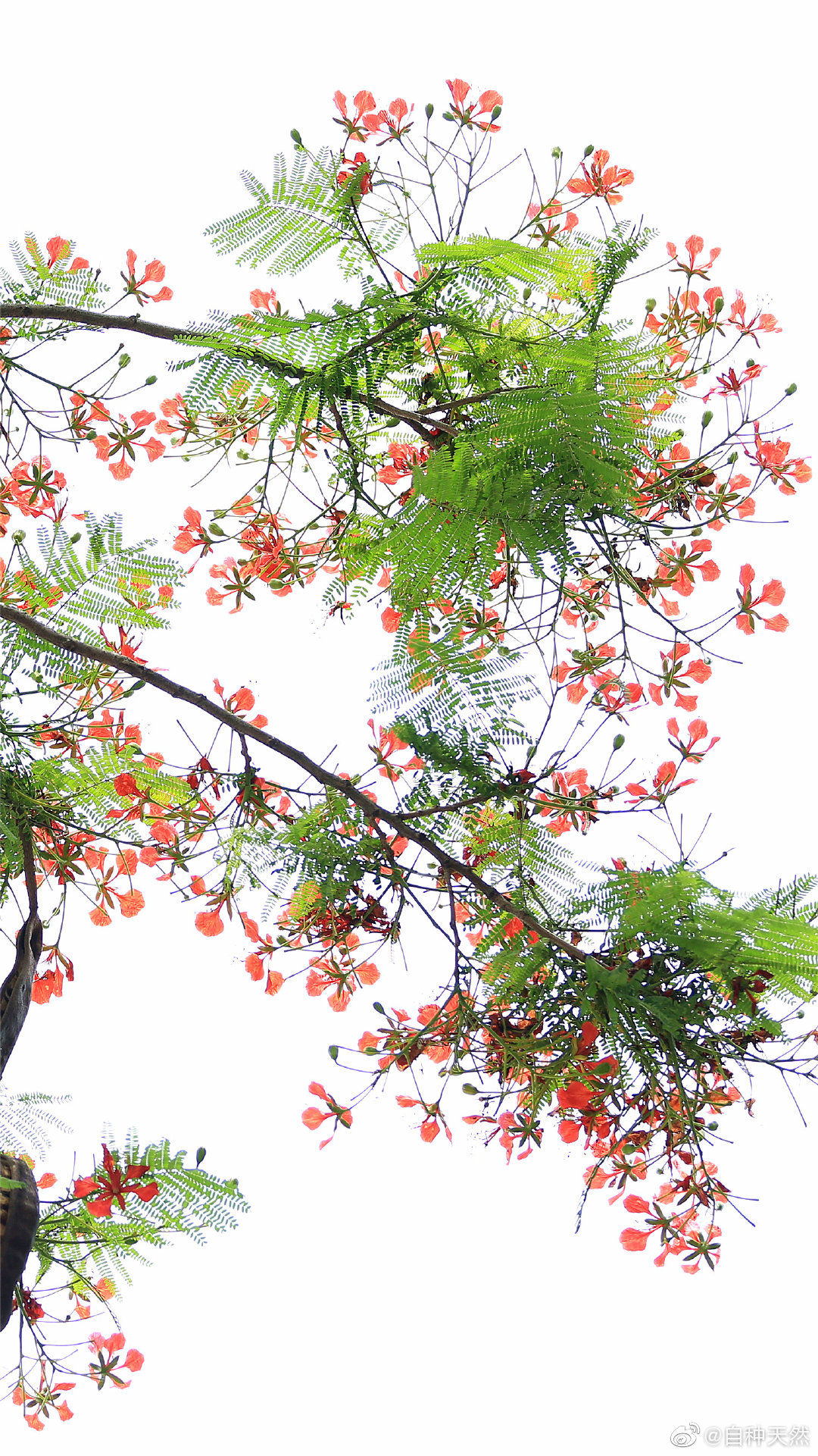 初夏南国,红花楹携手蓝花楹,齐齐扮靓花城天空