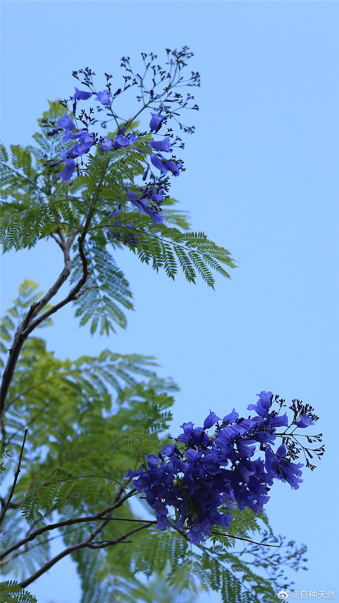 初夏南国,红花楹携手蓝花楹,齐齐扮靓花城天空