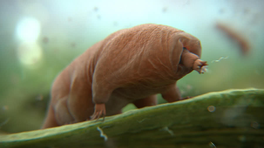 直击地球上最耐旱的生物,不给水喝也能活上120多年