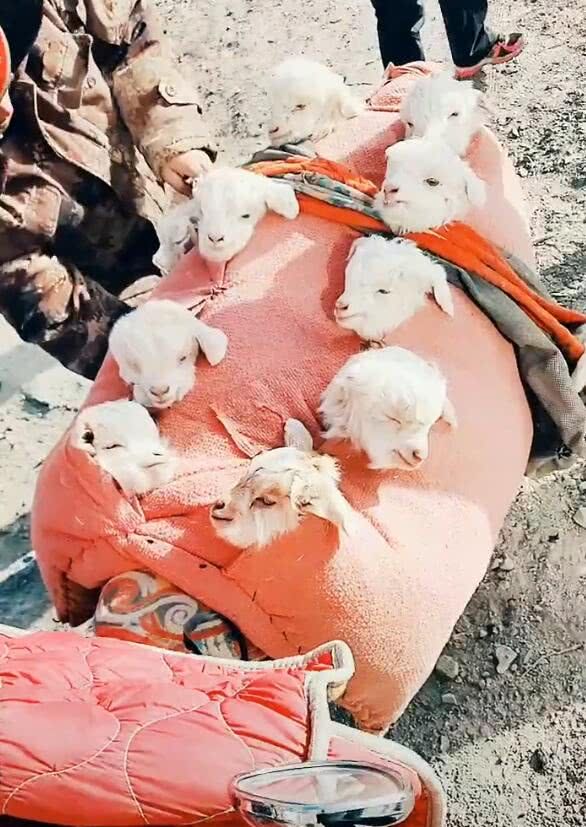 羊羔|小羊|摩托车_新浪网