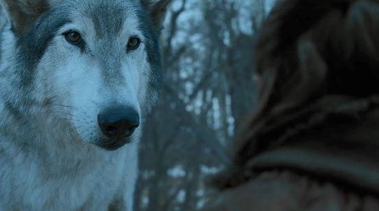 同样,另一只幸存的冰原狼,二丫的娜梅莉亚应该也会再度现身