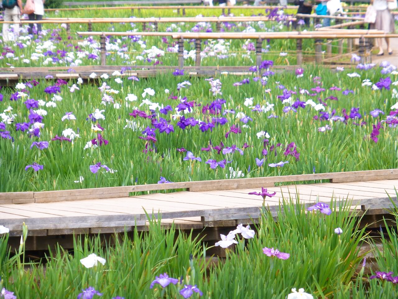 龙猫 取景地 初夏之旅 東村山市北山公園菖蒲 天摩网
