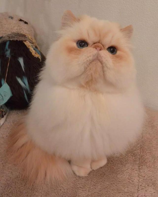 近日博主家一只满脸写着"不开心"的小胖猫走红,网友大呼可爱!