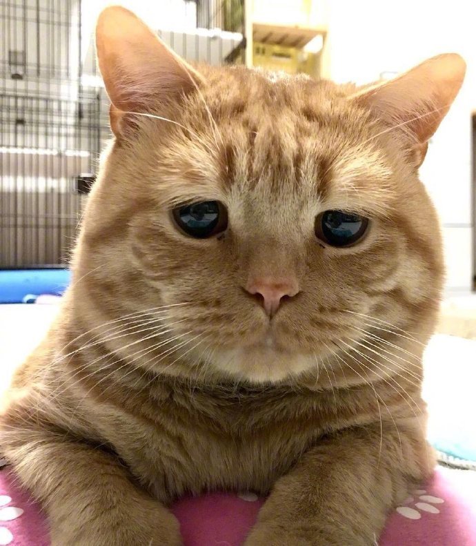 橘猫alan委屈的小表情像极了上班的我