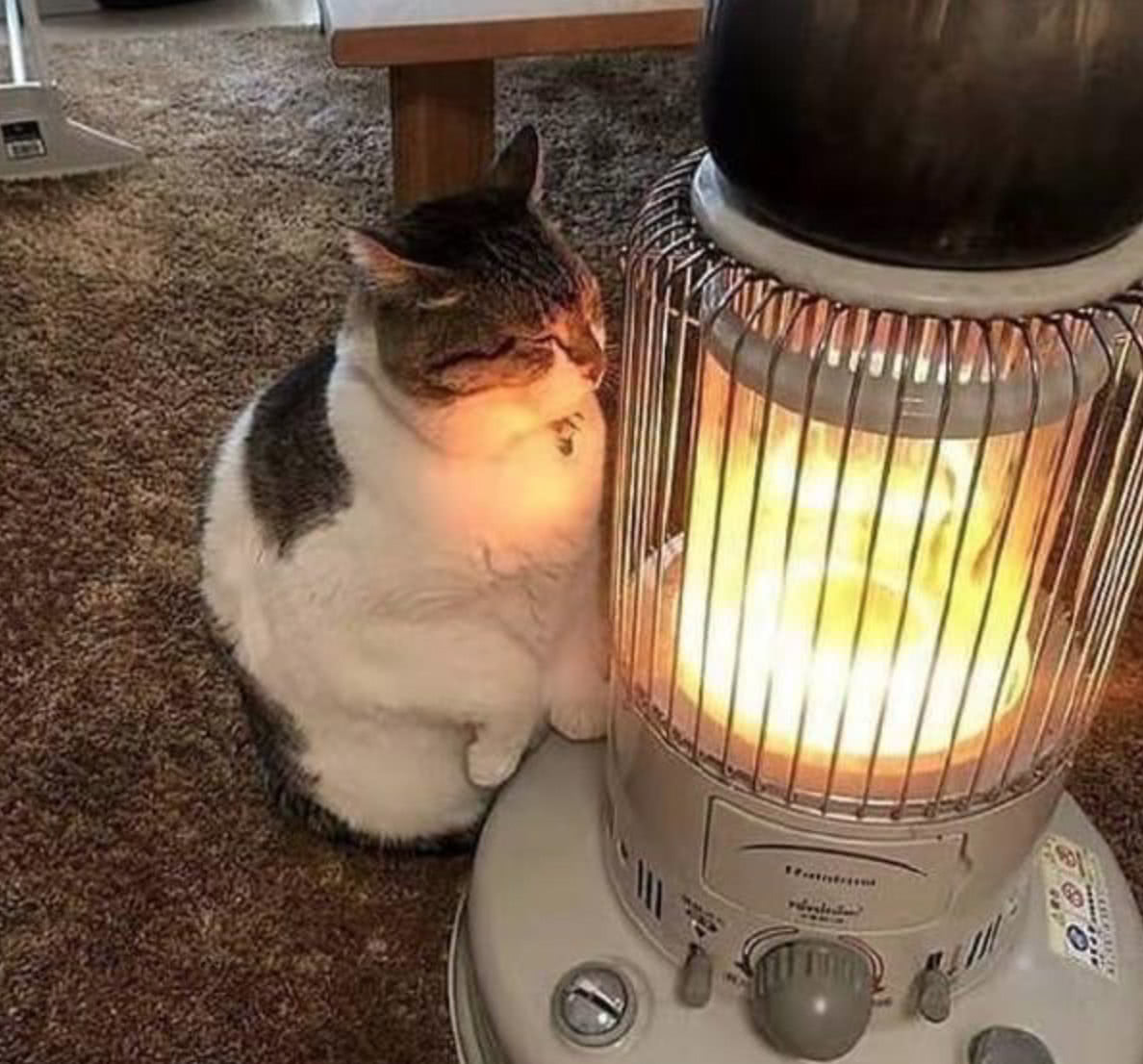 主人用鱼干讨好猫咪,没想到这货一直无动于衷,径直向烤火炉走去