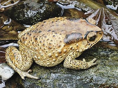 青蛙癞蛤蟆的区别 蝌蚪有什么不同