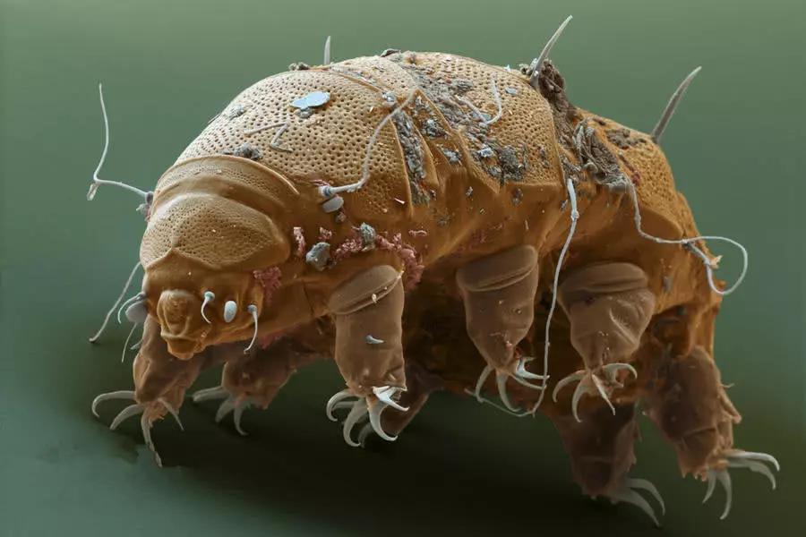 直击地球上最耐旱的生物,不给水喝也能活上120多年