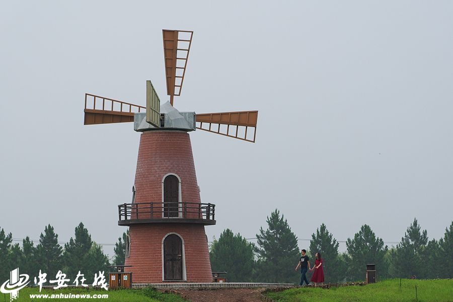 格桑花,月季,萱草,风车……正值盛夏,合肥牛角大圩百花盛放