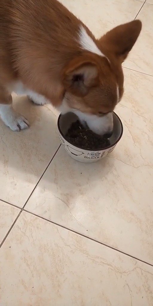 为什么别人家的狗都是大口吞狗粮,生怕被抢,还永远吃不饱