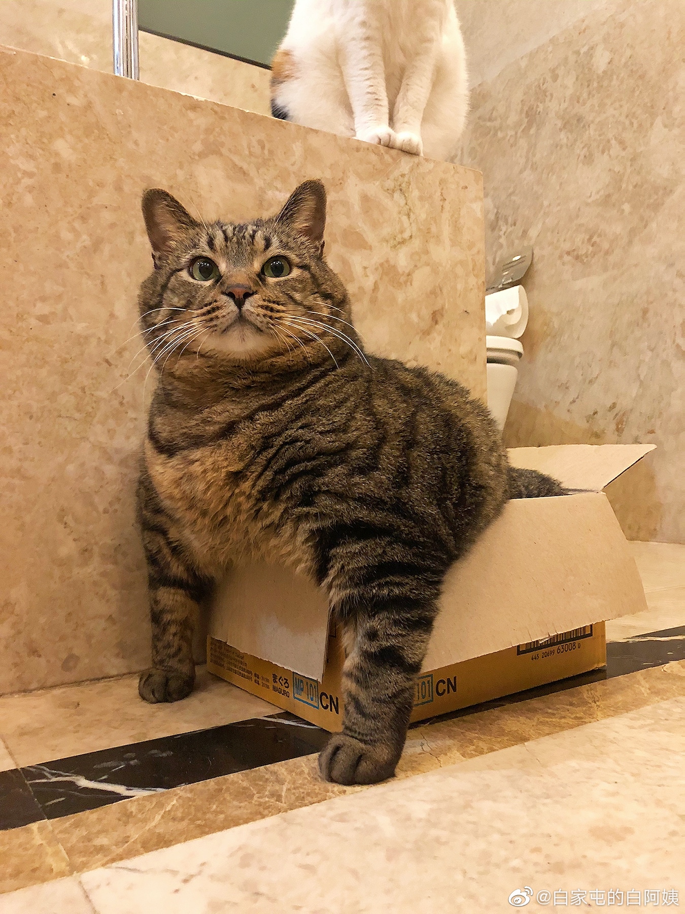 早早早 正面看威威风风一只猫 背后的艰辛谁知道 高清图集 新浪网