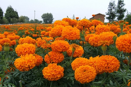 万寿菊的花期是什么时候?|植株|万寿菊|花朵_新浪新闻