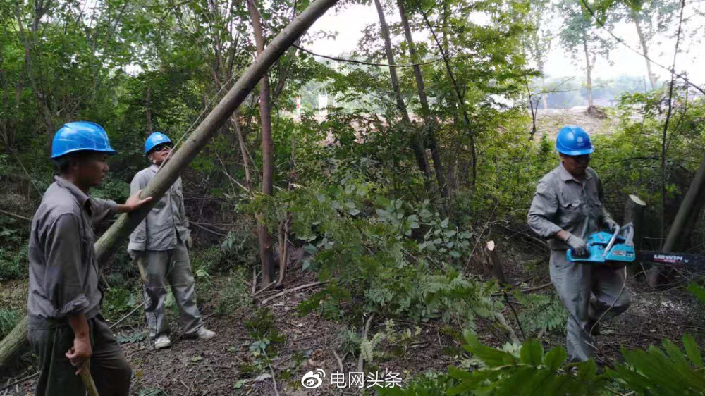 树木影响供电也不让砍？民警发话：|电力_新浪新闻