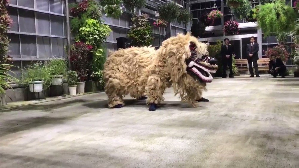 冲绳的狮子舞 冲绳的狮子舞
