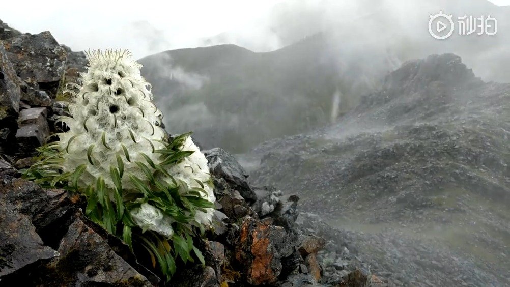 被采挖的重灾物种:绵头雪兔子 saussurea laniceps,菊科植物