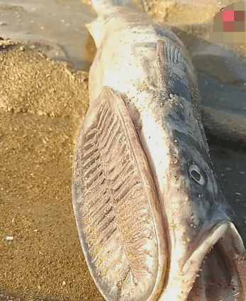 男子沙滩散步发现鞋底鱼拿起细看后果断摔死