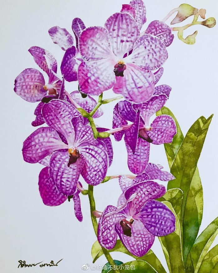 紫色水彩花系列ins Kitipong Ti 高清图集 新浪网 紫色水彩花系列ins Kitipong Ti 高清图集 新浪网