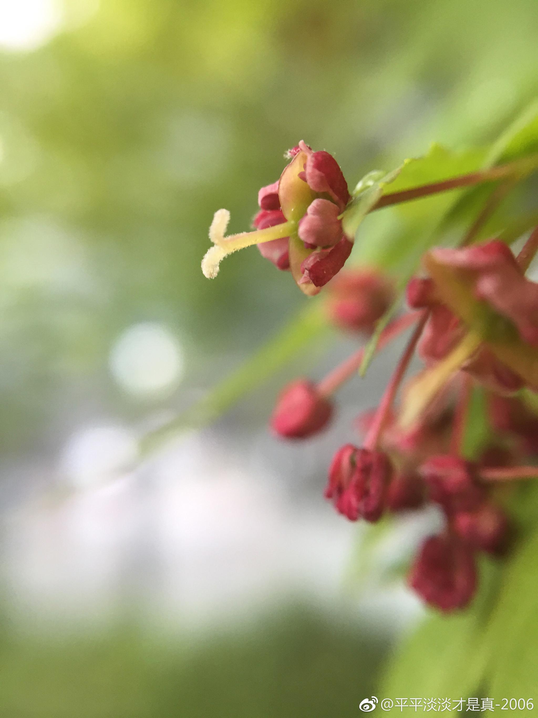 枫叶树不仅会开花 而且绿叶枫叶与红叶枫叶树的花也不同 枫叶树不仅会开花 而且绿叶枫叶与红叶枫叶树的花也不同