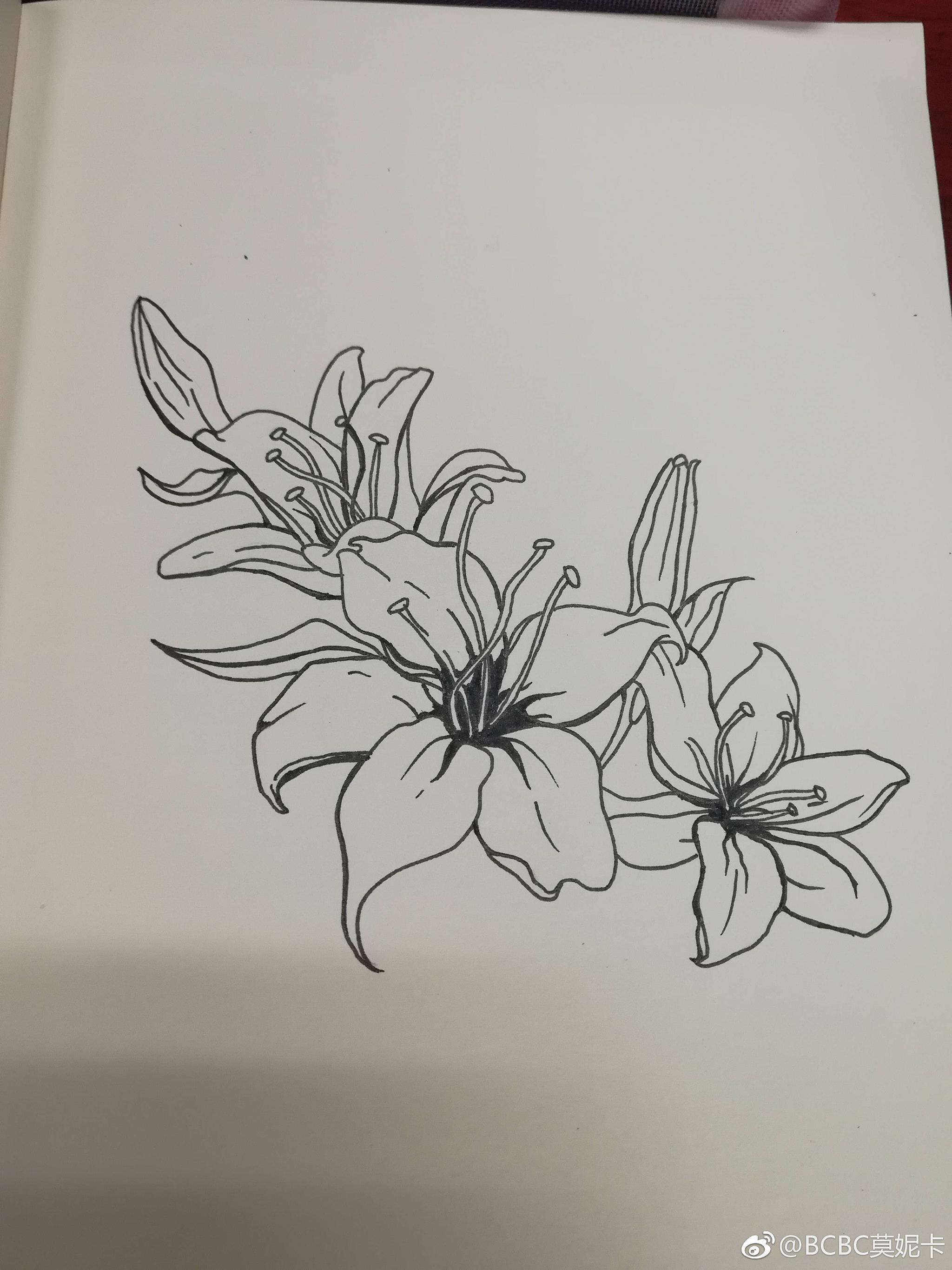 黑白花卉线稿 | cr.@bcbc莫妮卡
