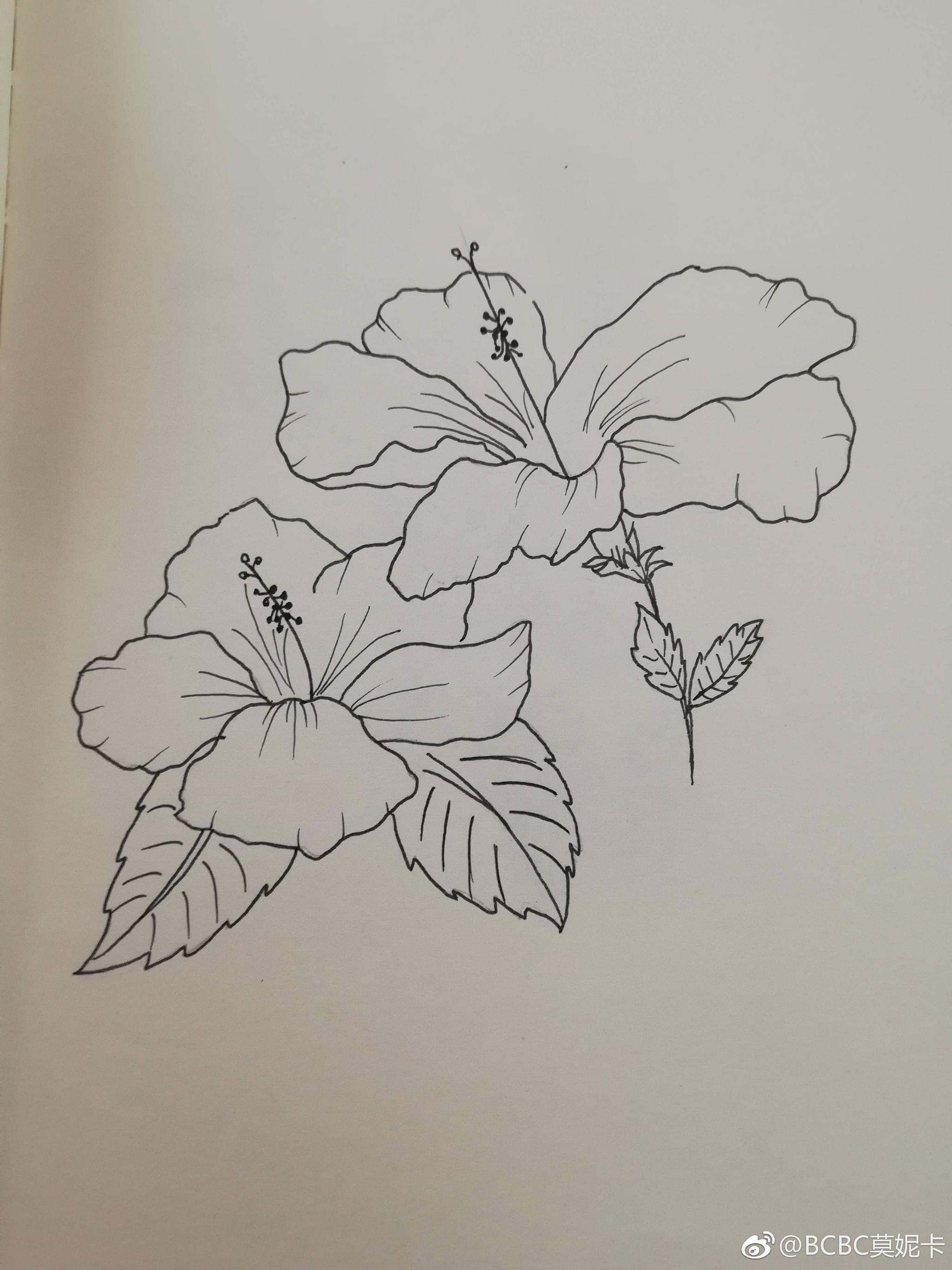 黑白花卉线稿 | cr.@bcbc莫妮卡